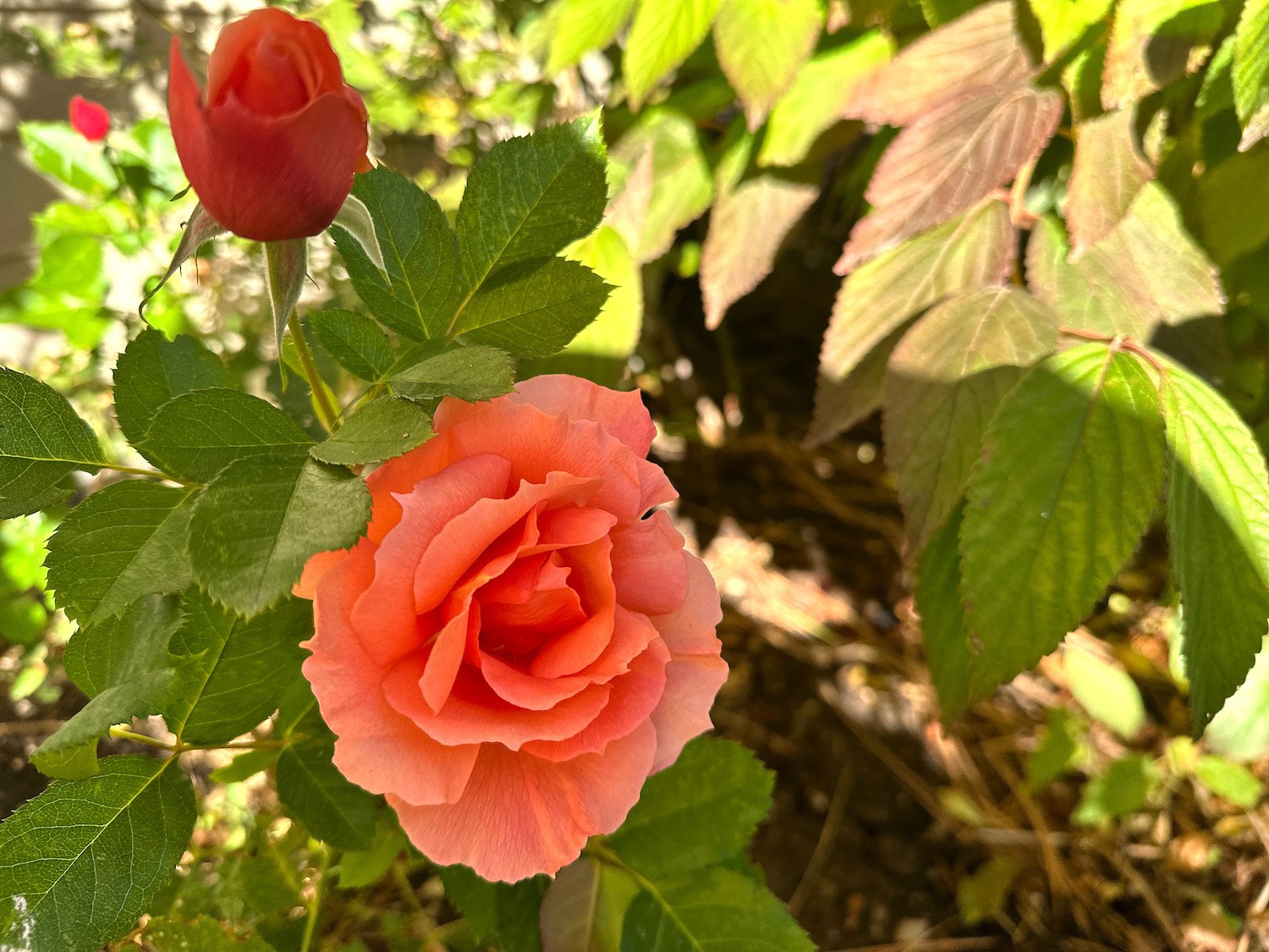 Gardening in October at Le Papillon, 2023