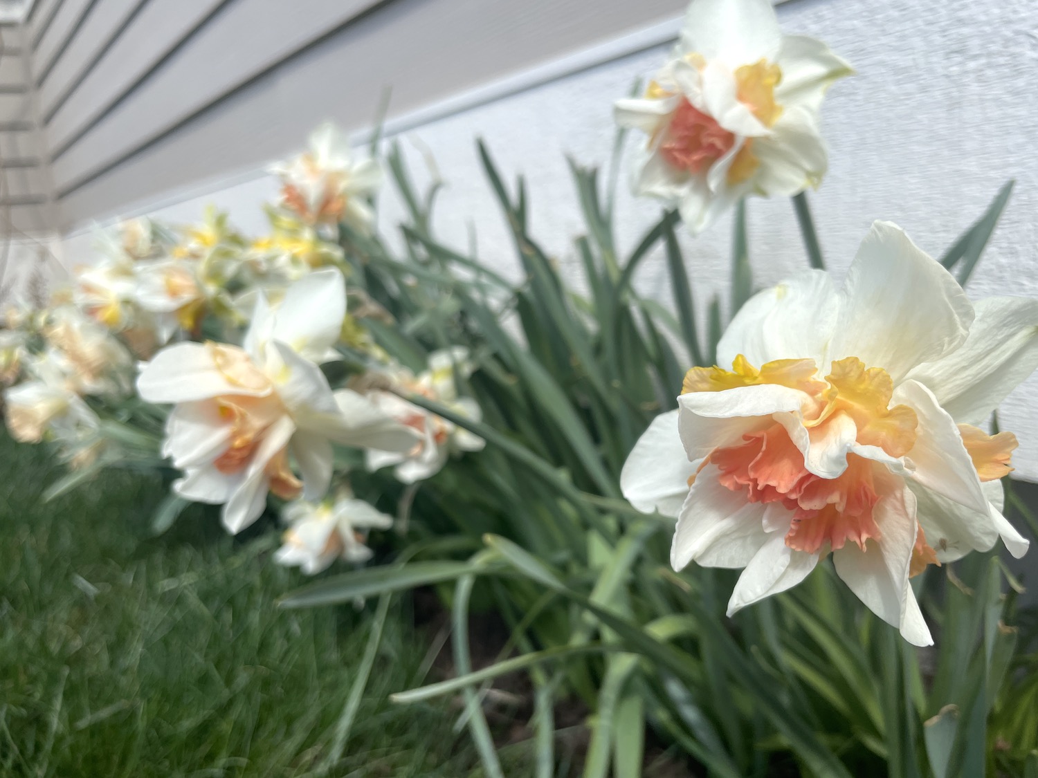 Gardening in April at Le Papillon, 2023