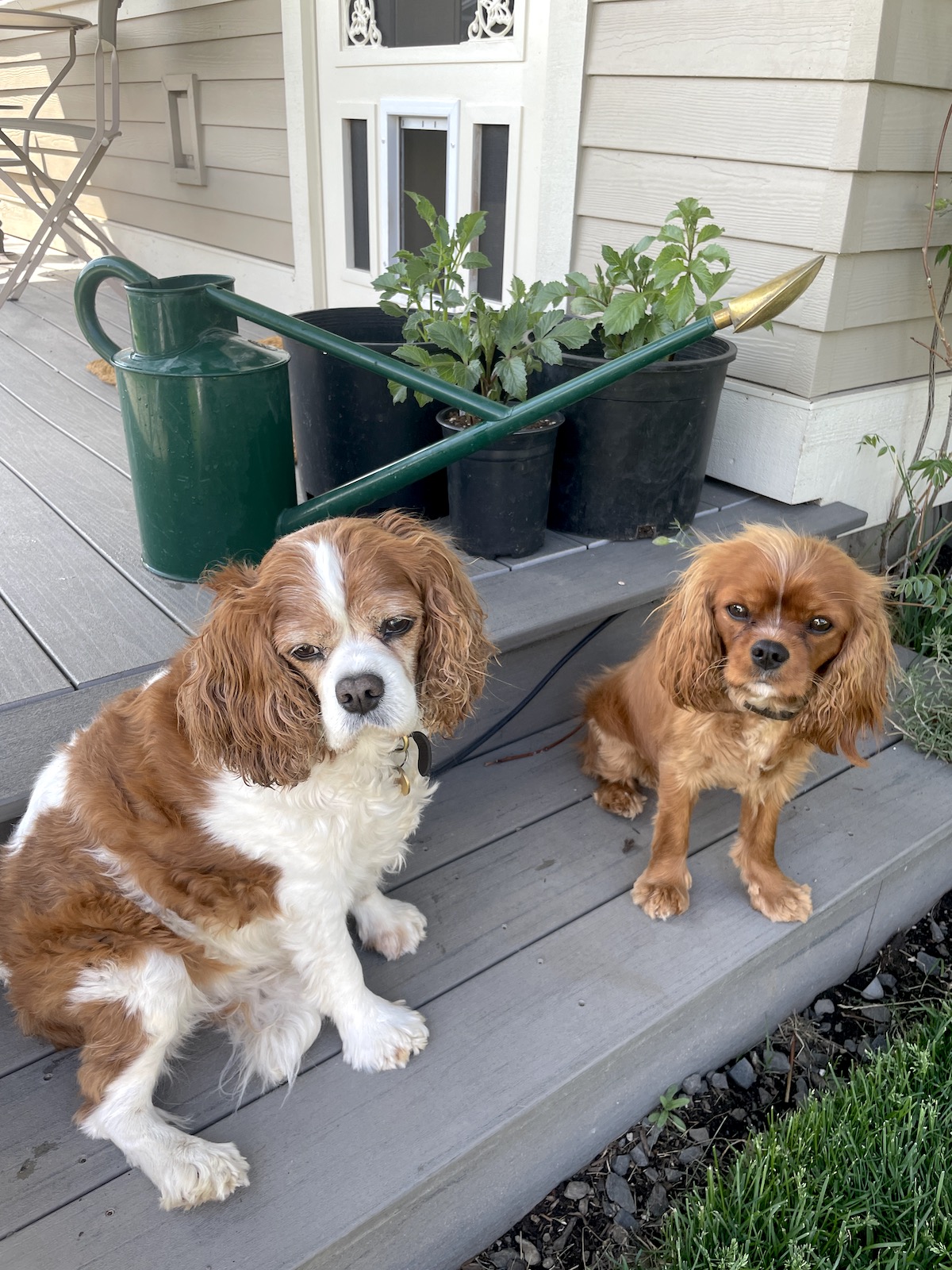 The Classic Haws 2-Gallon Outdoor Watering Can, the 2nd Giveaway