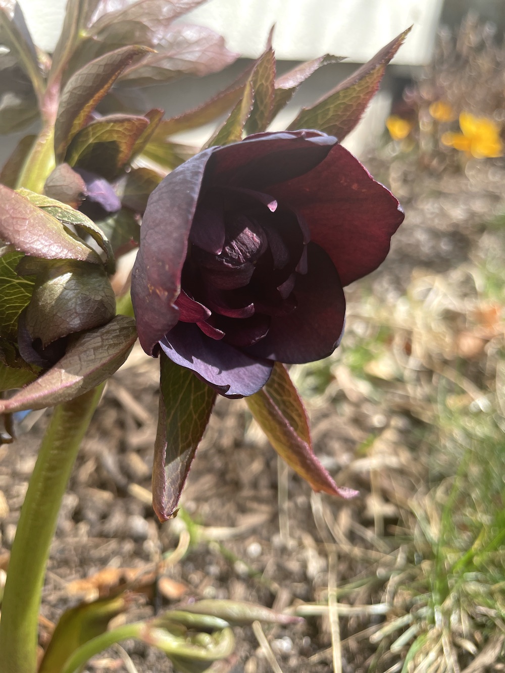 Gardening in March at Le Papillon, 2023