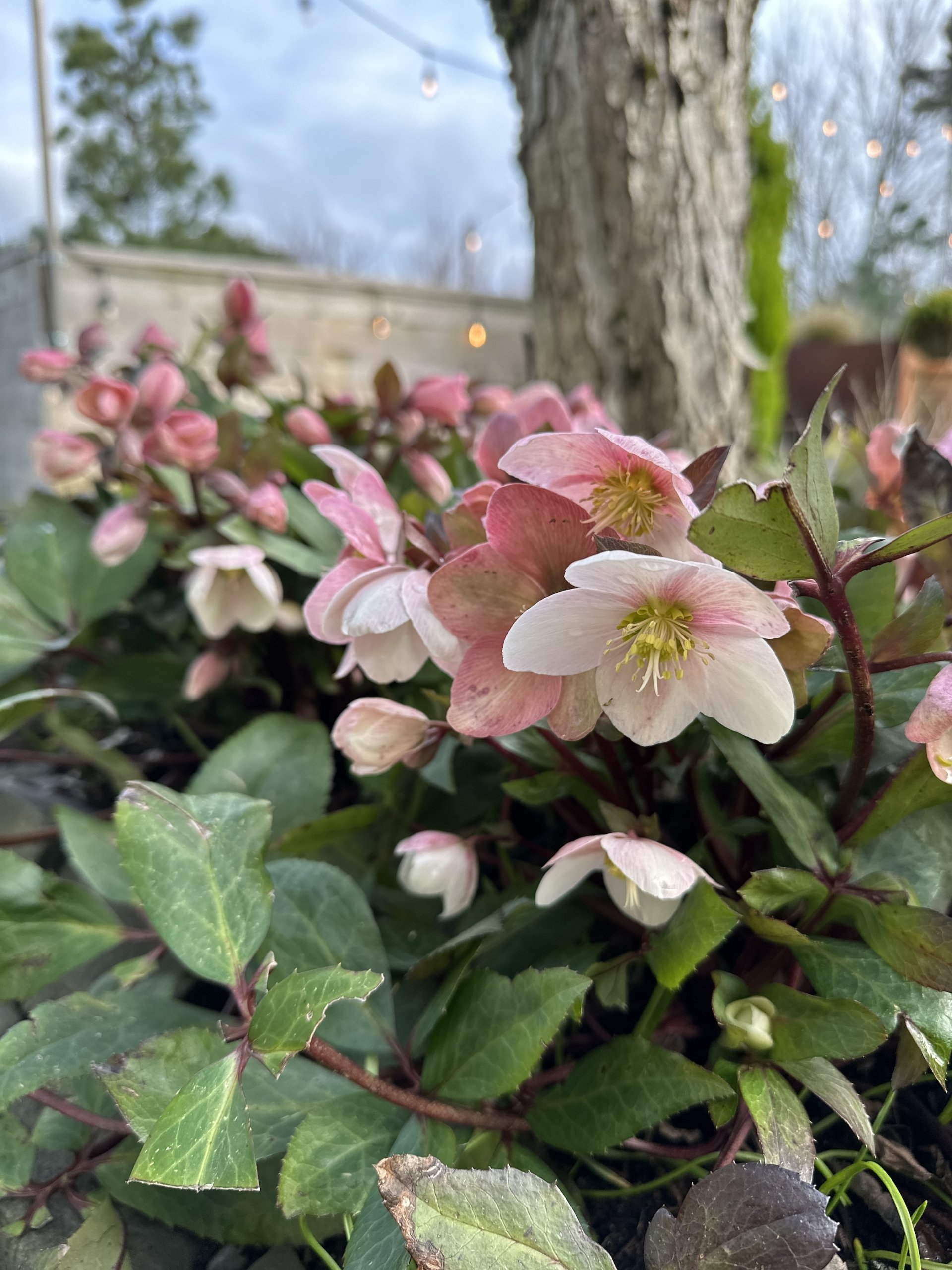 Gardening in February at Le Papillon, 2024