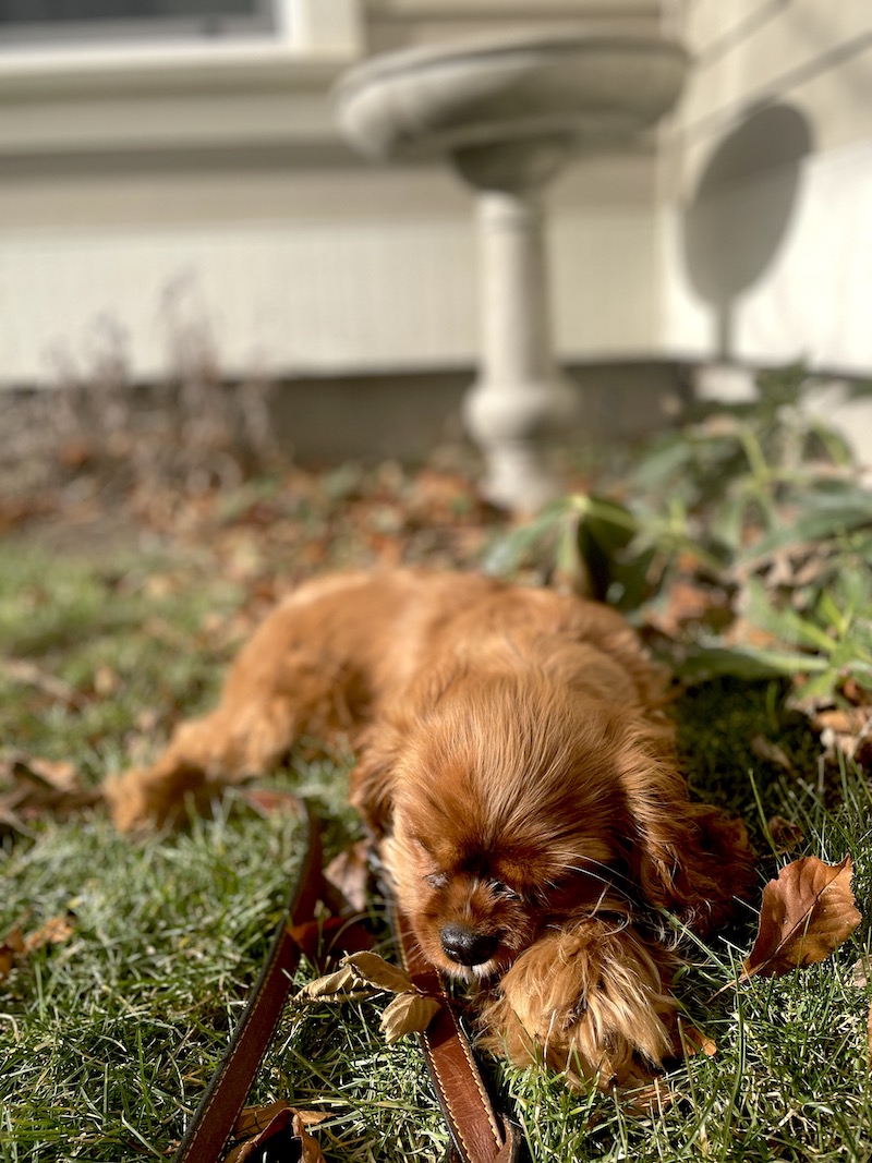 Gardening in January at Le Papillon, 2023