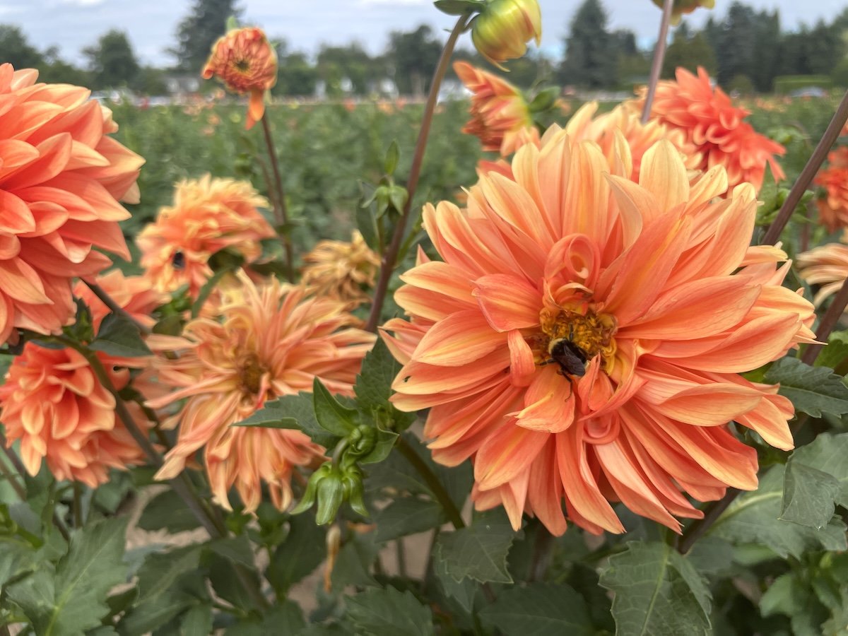 A Visit to Swan Island Dahlias in Oregon