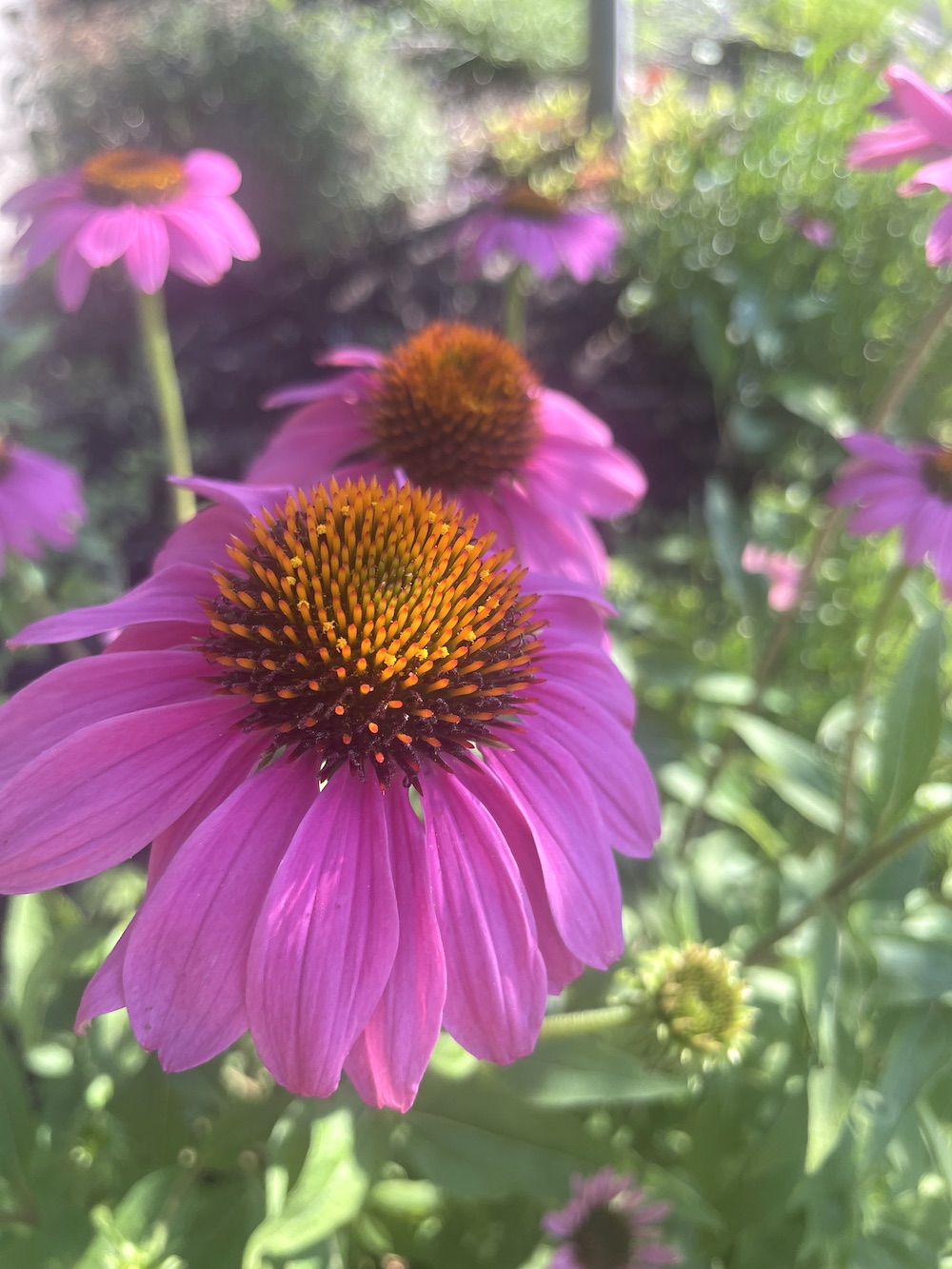 Gardening in July at Le Papillon, 2023