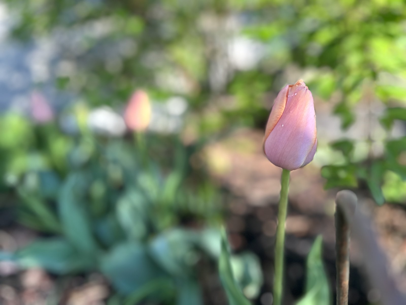 Gardening in May at Le Papillon, 2024