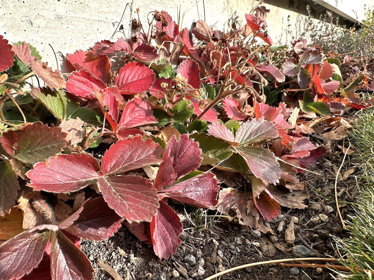 Gardening in December at Le Papillon, 2023