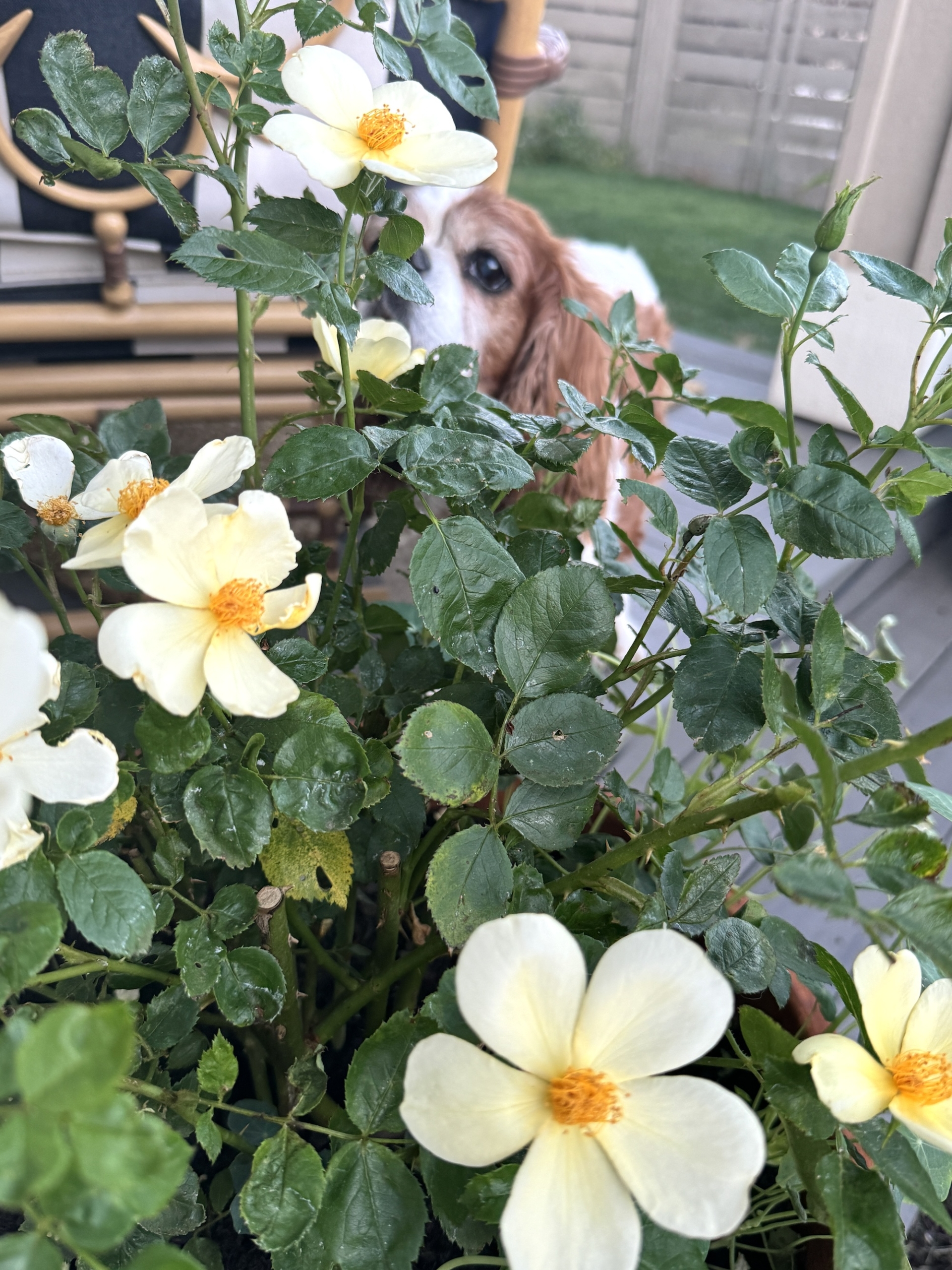 Gardening in July at Le Papillon, 2024